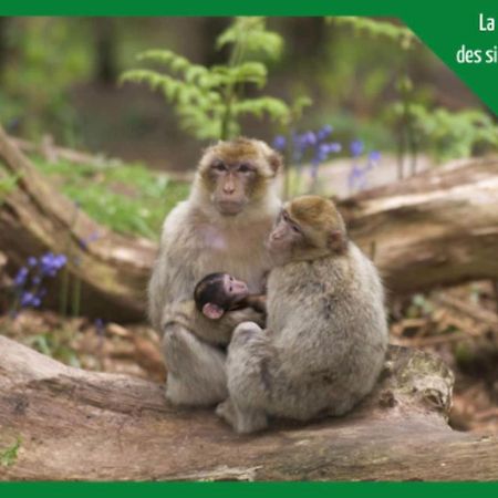 Апартаменты La Parenthese Alsacienne Au Coeur De Селеста Экстерьер фото